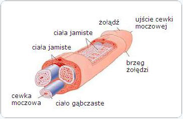 Anatomia