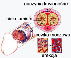 Penis podczas erekcji Penis podczas erekcji